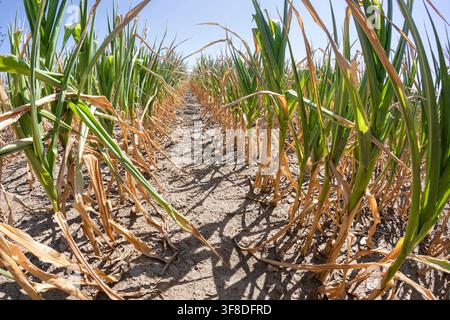 Körnermais bei extremer Trockenheit im August im Waldviertel, Niederösterreich, Österreich // Grain corn during extreme drought in August in the Waldviertel, Lower Austria, Austria Credit: APA-Images/Ģ����ý Live News Stock Photo