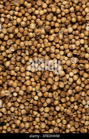 Dried cilantro seeds pattern for herbal season ingredients and store catalog. Stock Photo