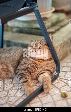 Fluffy domestic cat tired by summer weather peacefully sleeping outdoors on pavement under chair. Stock Photo