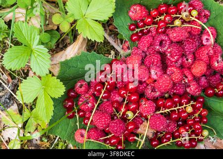Harvest of freshly picked wild raspberries and blueberries placed on the ground surrounded by leaves in the Jura massif forest, in the Doubs departmen Stock Photo