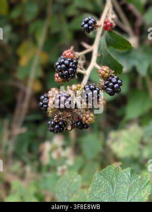 Wild blackberries already ripening in a hedgerow in rural Carmarthenshire, West Wales, during the hot, dry summer of August 2026. Stock Photo