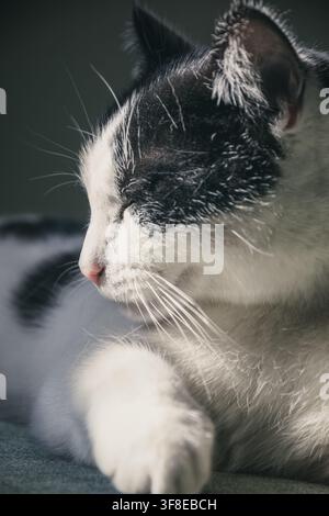 A close-up portrait of a black-and-white cat resting peacefully in soft, dramatic light Stock Photo