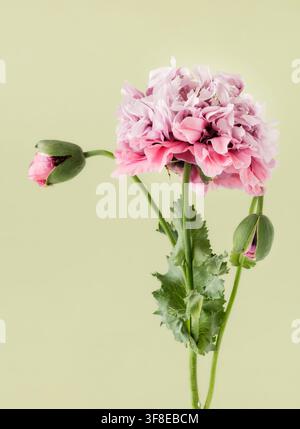 Pink double headed peony poppy on green plain background Stock Photo