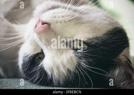 Closeup of a black and white cat lying on the back, upside down Stock Photo
