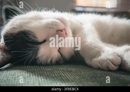 Closeup of a black and white cat sleeping on sofa Stock Photo