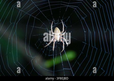 Spider rests on intricate, glowing web against dark background. Silky threads radiate from central hub of delicate structure. Spider's legs splayed, b Stock Photo