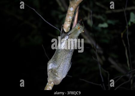 Night creature clings to a tree branch. Its eyes glow softly in darkness. Furry body hangs upside down. Branches twist behind it, blurred. Natural for Stock Photo
