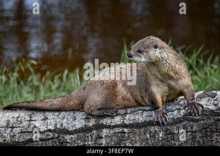 River otter - Lontra canadensis Stock Photo