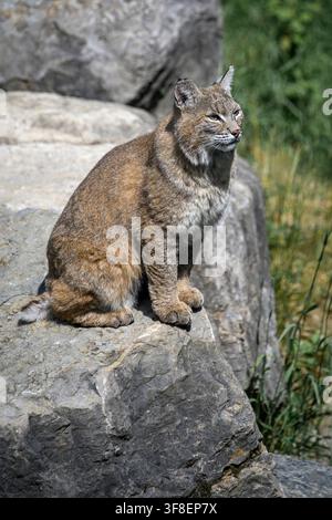 Bobcat - Lynx rufus Stock Photo