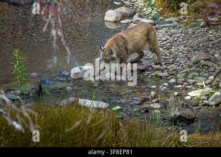 Bobcat - Lynx rufus Stock Photo