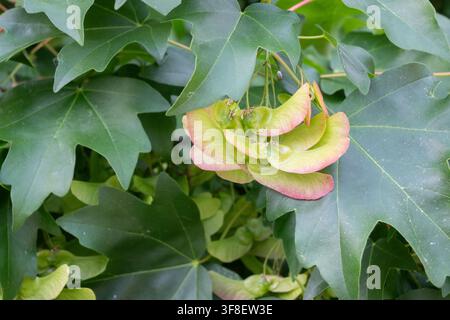 Horizontal close-up of green maple samaras with delicate pink edges, hanging from a branch with green leaves. Great for botanical art, seed pod Stock Photo