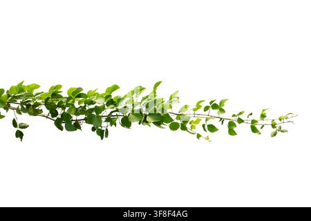 Green Vine With Leaves Isolated On White Background Tropical Plant Branch Nature Concept Stock Photo