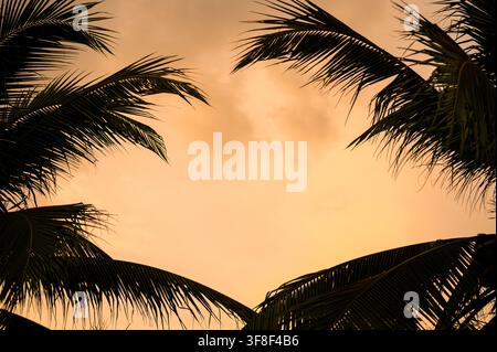 Palm Leaves Silhouette Against Orange Sunset Sky Tropical Summer Vacation Background Concept Stock Photo