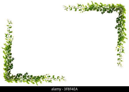Green Leaf Vine Frame Border Isolated On White Background Nature Botanical Design Element Stock Photo