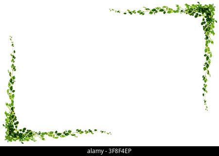 Green Leaf Vine Frame Border Isolated On White Background Nature Botanical Design Element Stock Photo