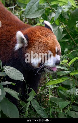 Red panda - Ailurus fulgens Stock Photo