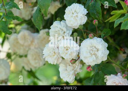 Rambling rose, Rosa Felicite Perpetue, 'Félicité Perpétue',also called Climbing Little White Pet, historic rambling rose with creamy white flowers Stock Photo