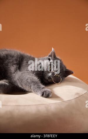 Gray cat lies peacefully on a plush beige cushion against a warm orange background. Relaxed indoor portrait represents comfort, rest, cozy living and Stock Photo