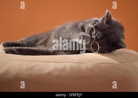 Gray cat rests peacefully beside glasses on a soft beige bed in the studio. Relaxed humorous scene suggests reading, sleep, comfort and cozy home Stock Photo