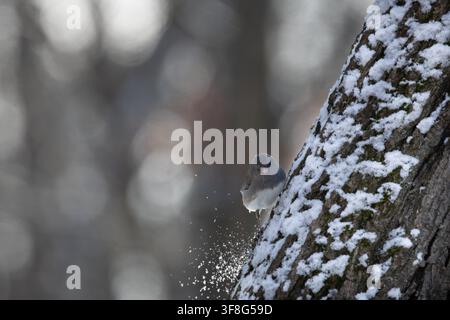 Male dark-eyed junco bird on a tree trunk in winter. Central New Jersey, USA. Stock Photo