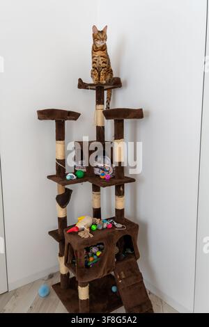 Spotted bengal cat stands on top perch of brown plush scratching post tower looking sideways inside bright modern room with white walls. Stock Photo