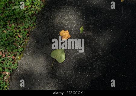 Two fallen leaves on a pathway Stock Photo