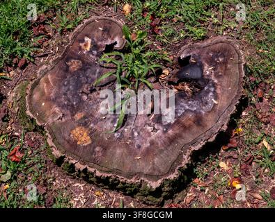 A weathered, decaying tree stump flush with the lawn Stock Photo