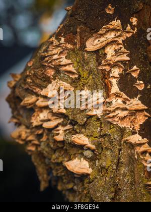 A detailed macro shot of wild shelf fungi and bracket mushrooms growing on the rough textured bark of an old decaying tree trunk in a forest Stock Photo
