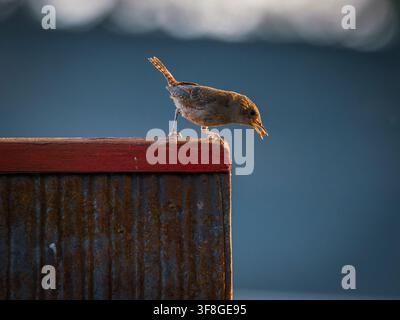A tiny wren bird perched on the edge of a rustic wooden structure holding an insect in its beak during golden hour sunlight Stock Photo