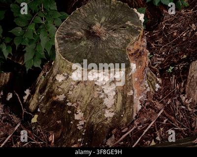 White fungus and delicate mushrooms growing on the weathered bark of an old decaying tree stump surrounded by autumn leaves in a forest Stock Photo