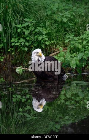 Bald eagle - Haliaeetus leucocephalus Stock Photo