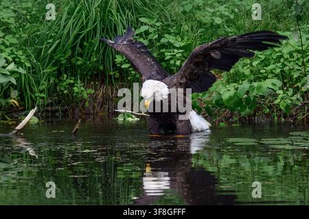 Bald eagle - Haliaeetus leucocephalus Stock Photo