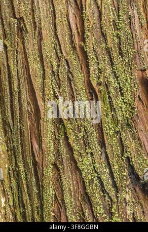 Lichen-covered tree bark creating a rich natural texture with earthy brown, green and gold tones in a close-up woodland detail. Stock Photo