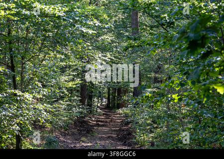 A sunlit dirt path winds through a dense green forest filled with tall trees and lush foliage during a bright summer day. Stock Photo