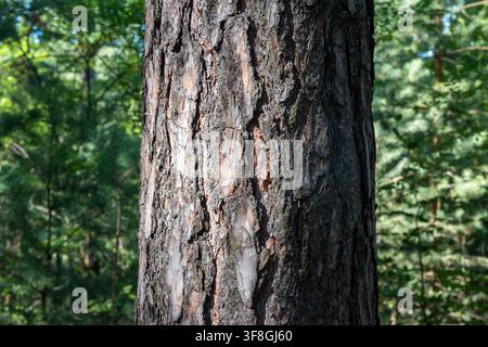 Close-up of a sturdy pine tree trunk with rough, textured bark in a sunlit forest. The natural woodland backdrop creates a serene atmosphere. Stock Photo