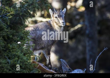 View of a young chamois standing on a log near a pine tree in the Grazer Bergland, Bruck-Murzzuschlag District, Styria, Austria. Stock Photo