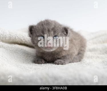 Adorable tiny newborn grey kitten opening eyes for the first time, lying on a warm soft white blanket. Close-up portrait of a sweet vulnerable baby ca Stock Photo