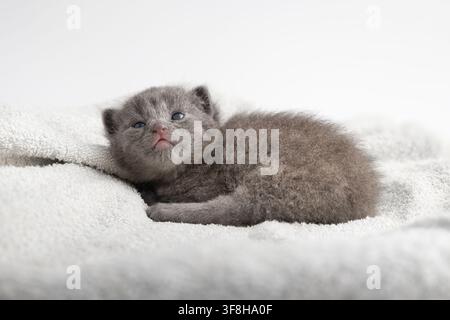 Adorable newborn British Shorthair baby cat with solid grey fur lying on its side. Close-up portrait of a sweet fluffy kitten with blue eyes looking u Stock Photo