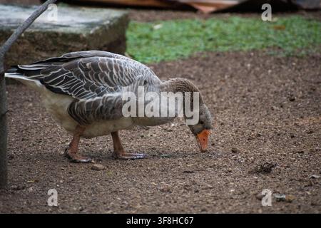 Domestic greylag goose looking for food on the ground at Ciego de Avila Zoo, Cuba - August 8, 2026 Stock Photo