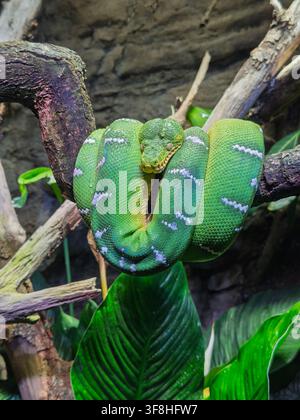 Green tree python resting coiled on tree branch in a cage Stock Photo