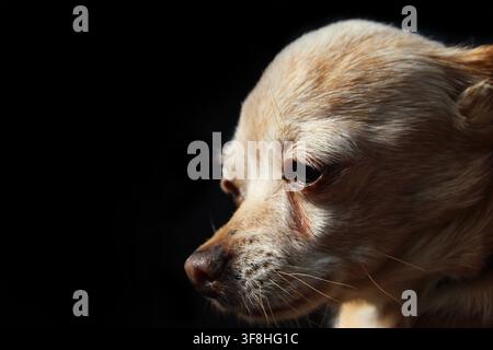 Close-up of a 15 year old hoary gold chihuahua looking to the side and being dazzled by the sun in black background. Concept: elder dog, bulging eye Stock Photo