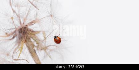 Ladybird on fluffy Dandelion on light background Stock Photo