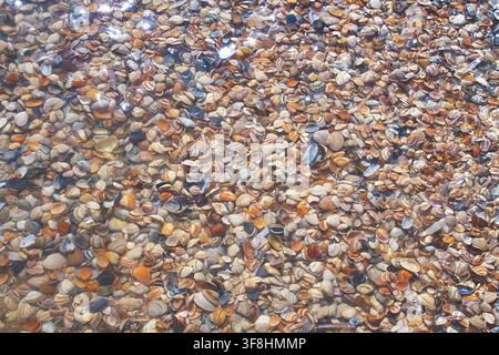 A tranquil beach scene featuring natural seashells covering the sandy surface from a top-down perspective. The brown and white shells create a serene Stock Photo