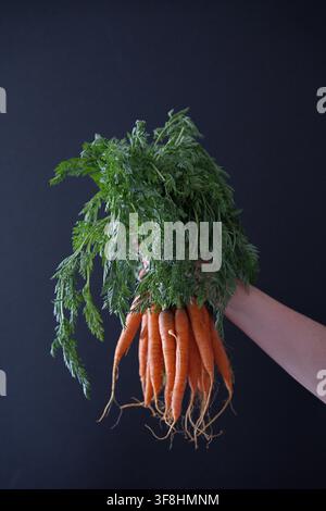 Carrots being held, in dark background, with carrots, hand, from a frontal view perspective, with orange, green accents, and natural and fresh mood. Stock Photo