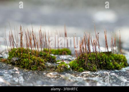 Close-up of green moss microflora and slender brown sporophytes growing naturally on a rough weathered concrete surface outdoors Stock Photo