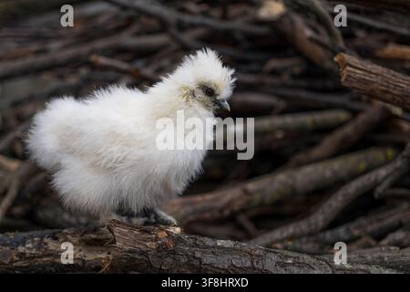 Adorable fluffy white Silkie chick standing on rustic wooden branches in natural setting Stock Photo