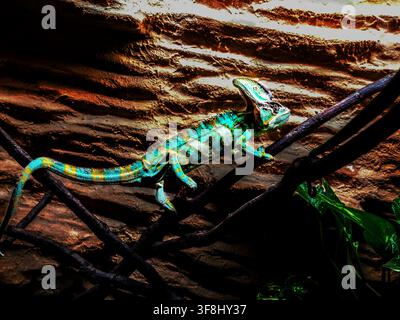 Colorful veiled chameleon climbing on a branch against a rock backdrop Stock Photo