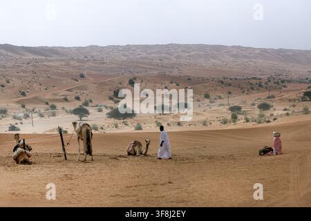View of a man in a white thobe walking near camels resting on the sand dunes of the desert landscape in Bidiyah, Ash Sharqiyah North G, Oman. Stock Photo
