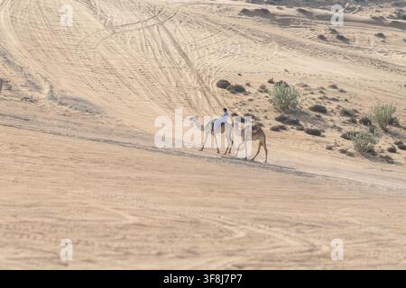 View of a person riding a camel across the vast sand dunes of the Wahiba Sands desert in Bidiyah, Ash Sharqiyah North G, Oman. Stock Photo