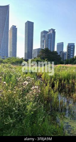Modern skyscrapers stand behind a lush green marshland area with tall grass and wildflowers under a clear sky. Stock Photo